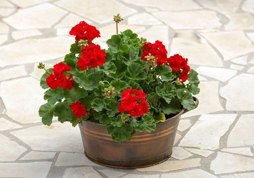 Gu&iacute;a para recuperar tus malvones y lograr flores m&aacute;s grandes y coloridas