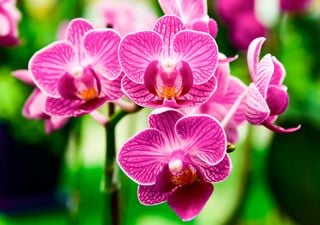 Guía paso a paso para preparar fertilizantes caseros para orquídeas