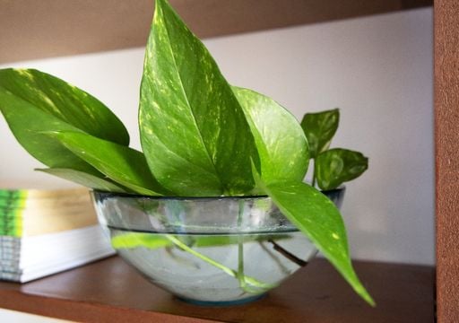 Gu&iacute;a paso a paso para reproducir tus potus y multiplicar el verde en tu casa