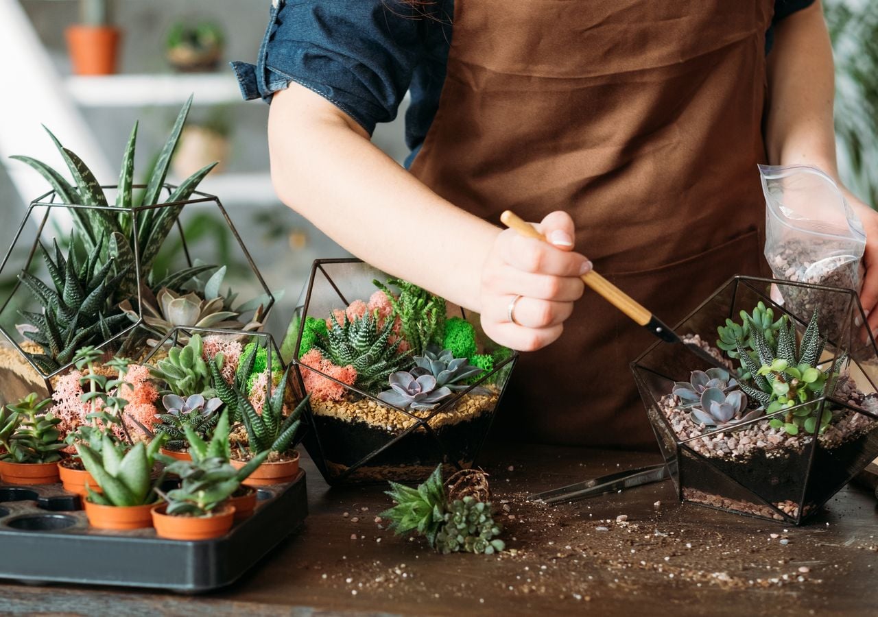Sukkulenten sind sehr dankbare Pflanzen, ideal für Anfänger im Gartenbau.