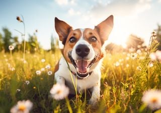 Gu&iacute;a verde contra las garrapatas: cultiv&aacute; estas plantas y proteg&eacute; a tus mascotas