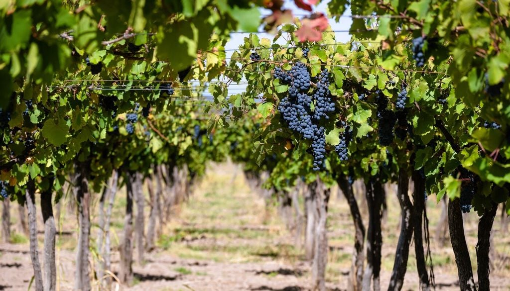 Scegliere la varietà più adatta