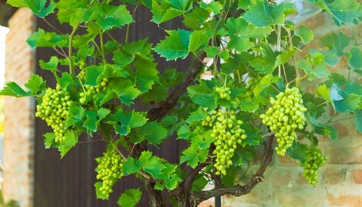 Guida alla coltivazione della vite: 10 regole per raccogliere grappoli d'uva in giardino