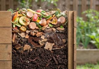 Guida alla creazione di un lombricaio: il miglior alleato per ottenere un compost di qualit&agrave; e un suolo in salute