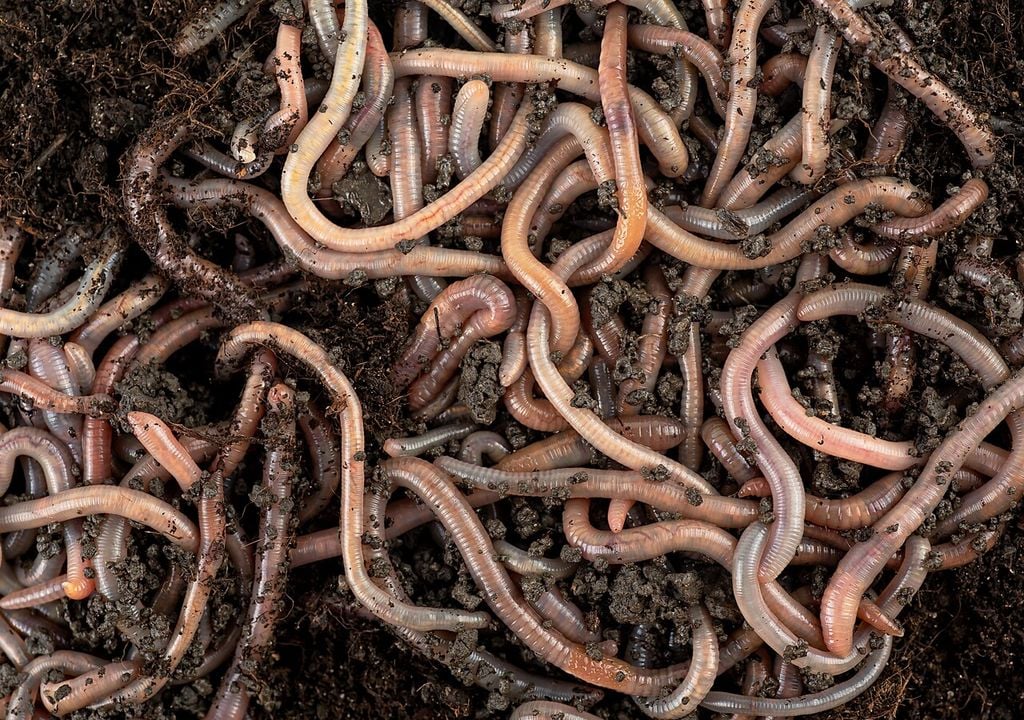 I lombrichi sono organismi segmentati, privi di scheletro e perfettamente adattati alla vita nel suolo