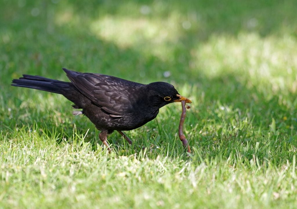 I lombrichi sostengono la catena alimentare degli ambienti urbani