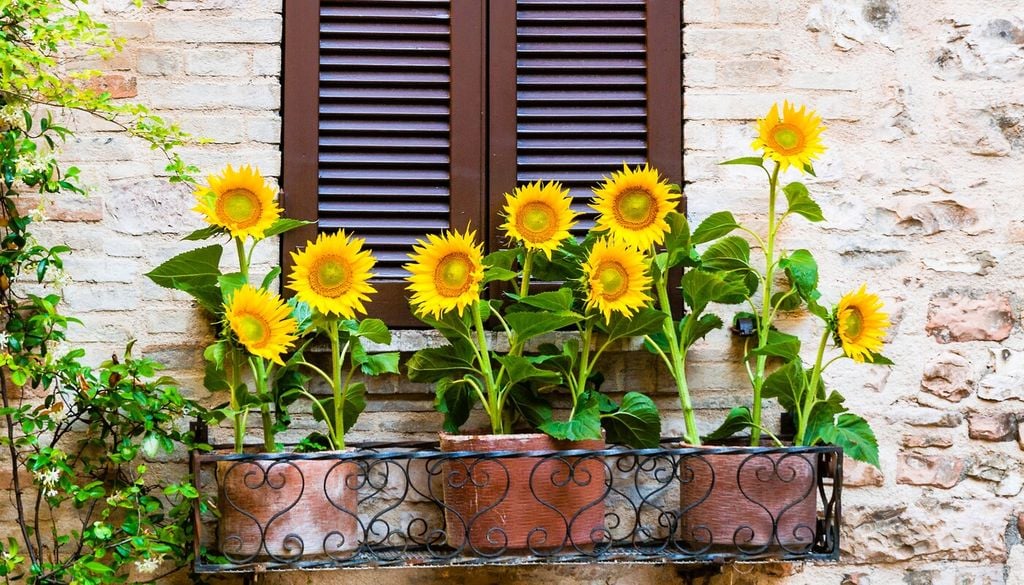 Guida alla cura dei girasoli: 10 regole per coltivare con successo il fiore simbolo dell’estate