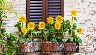 Guida alla cura dei girasoli: 10 regole per coltivare con successo il fiore simbolo dell&rsquo;estate