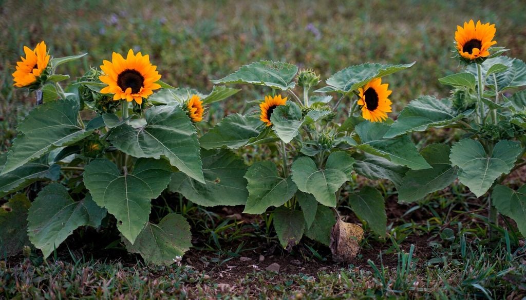 In piena terra o in vaso? Scegli il contenitore giusto