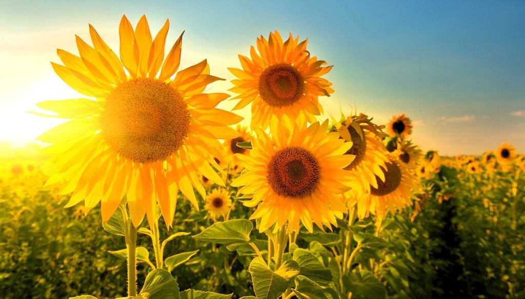 Offrigli tanto sole