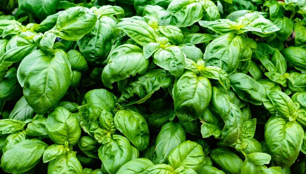 Guida alla cura del basilico: 10 regole per mantenerlo verde, rigoglioso e profumato fino alla fine dell'estate