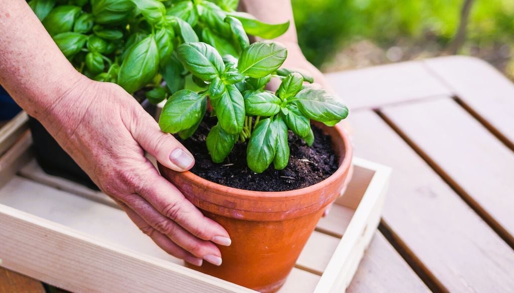 Scegli una posizione luminosa, ma evita il sole diretto nelle ore più calde