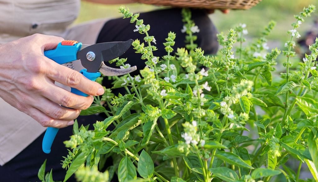 Elimina i fiori appena compaiono