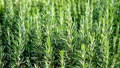 Guida alla cura del rosmarino: 10 regole per farlo crescere rigoglioso questa estate