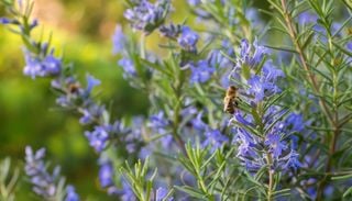 Gu&iacute;a de cuidados del romero: 10 consejos de experto para que crezca frondoso este verano