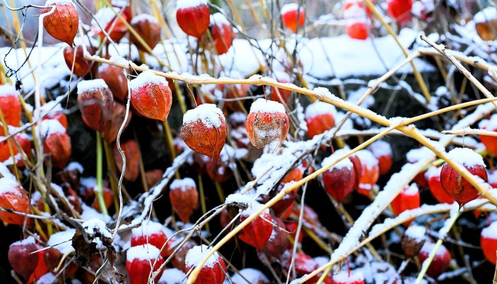 Sopporta bene il freddo