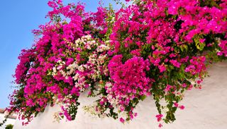 Guida alla cura della Bougainvillea: 10 regole per una fioritura estiva spettacolare