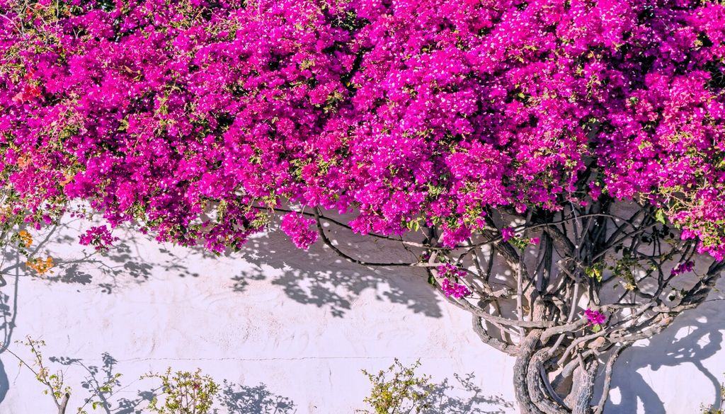 Guida alla cura della Bougainvillea: 10 regole per una fioritura estiva spettacolare
