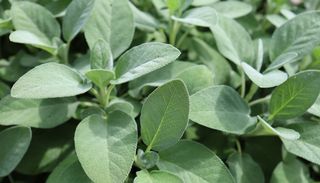 Guida alla cura della salvia: 10 regole per ottenere una pianta ricca di fiori e foglie profumate