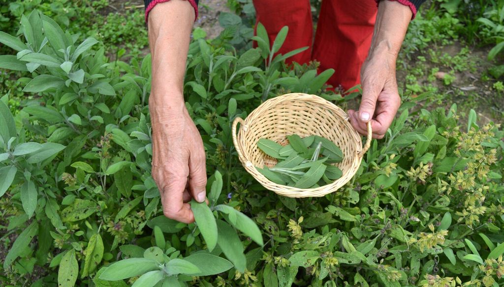 Raccogli le foglie nel modo corretto