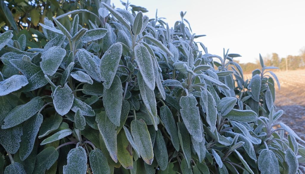 Proteggila dal freddo solo dove necessario
