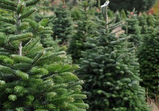 Guida alla scelta del tuo prossimo albero di Natale vero: tutte le specie tra cui scegliere