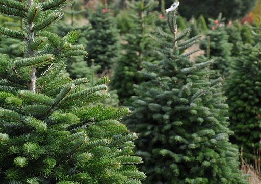 Guida alla scelta del tuo prossimo albero di Natale vero: tutte le specie tra cui scegliere