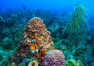 Gulf of Mexico ‘dead zone’ grows larger than expected