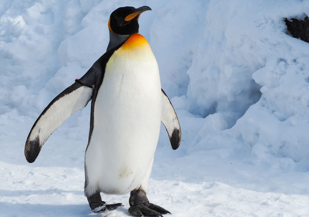 Gus, an emperor penguin rescued in Australia after a historic journey of more than 3,000 kilometers