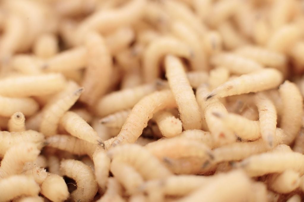 Las larvas del gusano barrenador también impacta negativamente en la producción agrícola. Las larvas del gusano barrenador también impacta negativamente en la producción agrícola.