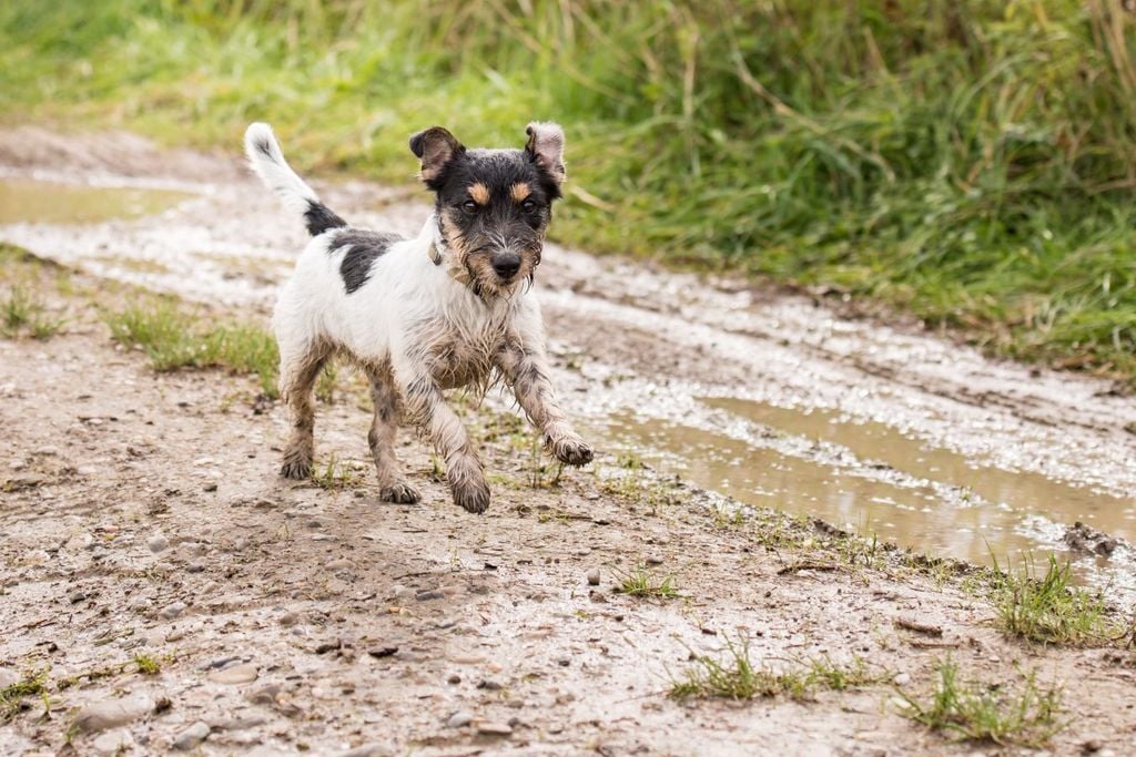 Los perros y gatos también pueden sufrir una infestación por este parásito Los perros y gatos también pueden sufrir una infestación por este parásito