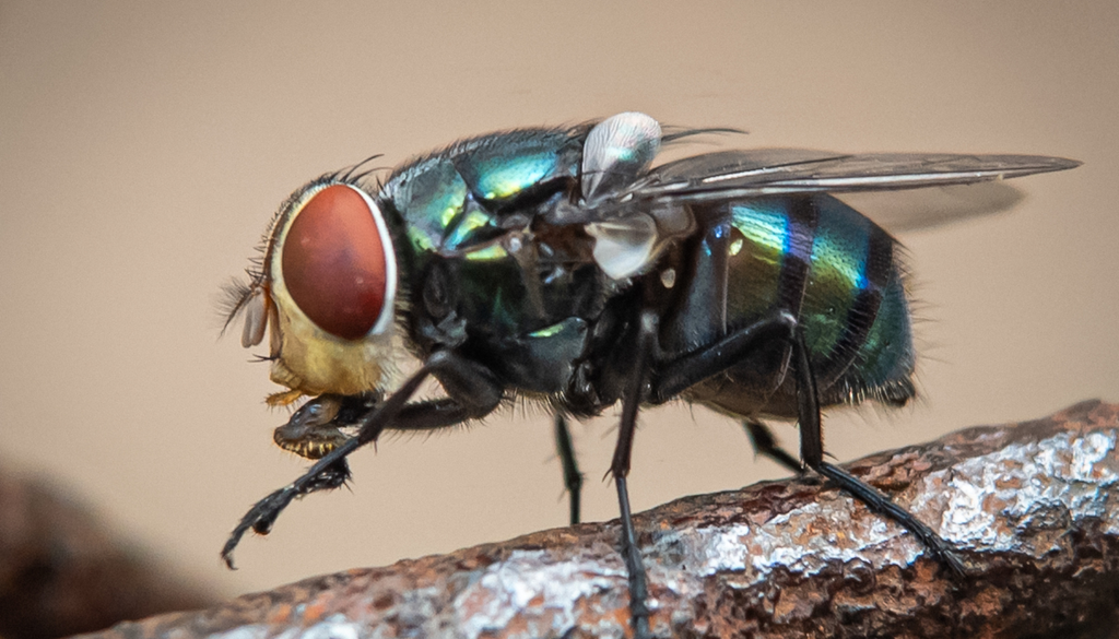 La mosca del gusano barrenador puede detectar heridas desde varios kilómetros gracias a compuestos químicos liberados por el tejido.