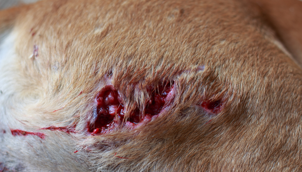 El gusano barrenador también puede afectar a otros animales e incluso a personas, así que requiere atención más allá del corral.