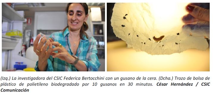 Gusano Que Puede Alimentarse De Plástico