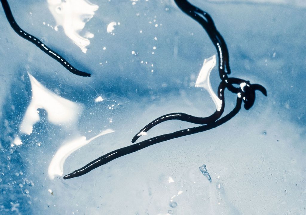 Gusano de hielo Gusano de hielo