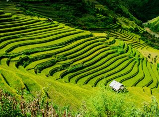 Gute Wirkung von Ackerterrassen auf Natur und Umwelt