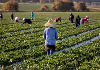 Há 147 mil pessoas a trabalhar na agricultura, pecuária, caça, silvicultura e pesca em Portugal