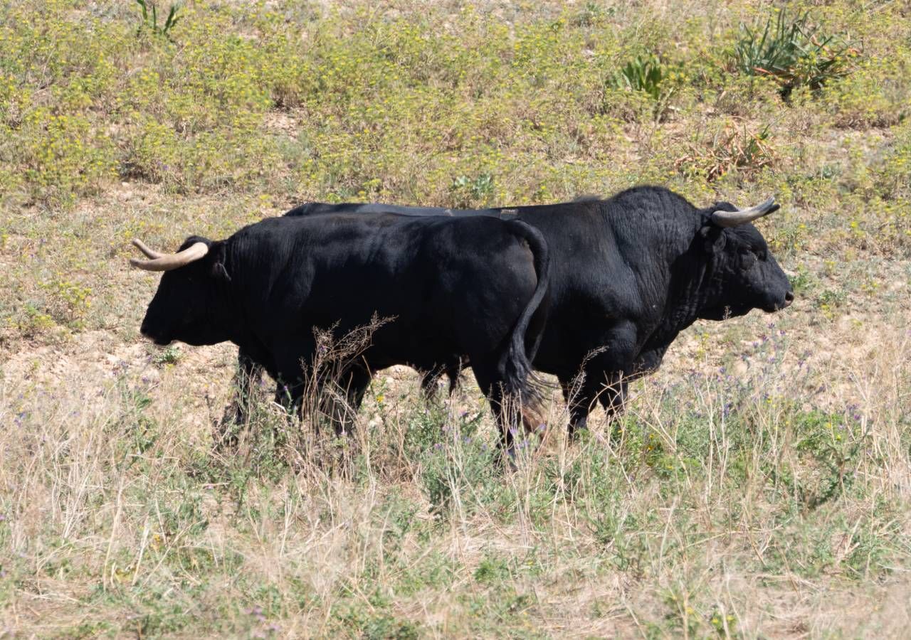 O pastoreio de percurso caracteriza-se pela ausência de cercas, pelo que os animais têm ao seu dispor um conjunto alargado de áreas para pastorear, englobando matos, pastagens com graus diferenciados de vegetação arbustiva e superfícies florestais.