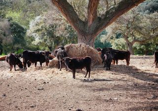 Há 7,5 milhões de euros da PAC para apoiar a pastorícia e reduzir a carga combustível nas áreas de baldios