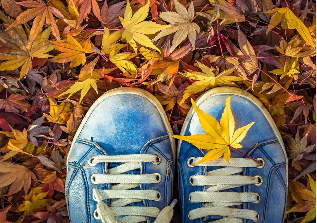 Es característico del otoño la caída de hojas de los árboles, recuerda que estas sirven como fertilizadoras naturales para la tierra. Es característico del otoño la caída de hojas de los árboles, recuerda que estas sirven como fertilizadoras naturales para la tierra.