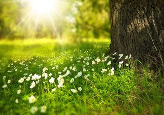 ¿Ha llegado ya la primavera?