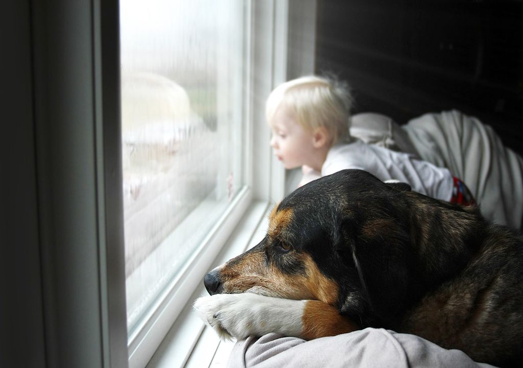 Niño y su perro mirando la lluvia por la ventana Niño y su perro mirando la lluvia por la ventana