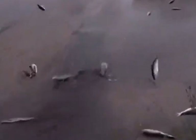 An exceptional 'Rain of Fish' has occurred in Iran: The explanation given by meteorologists