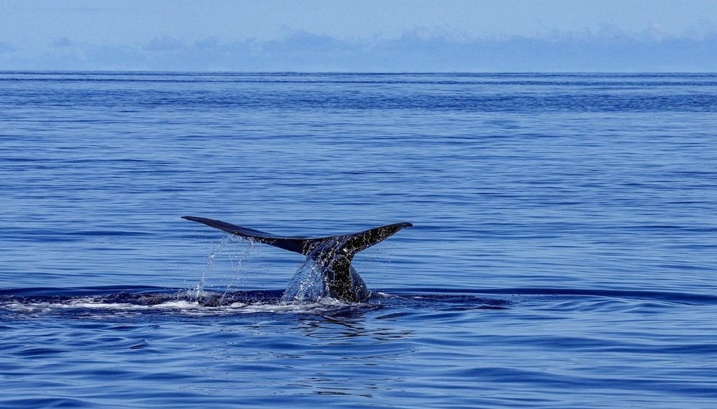 Cauda de baleia a emergir no oceano As jazidas fósseis de Santa Maria conservam vértebras de baleias com milhões de anos, um dos achados mais raros do património paleontológico açoriano. Foto: Pixabay