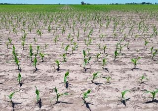 Hace casi un mes que no llueve en zona núcleo y se agrava la condición de los cultivos en el campo argentino