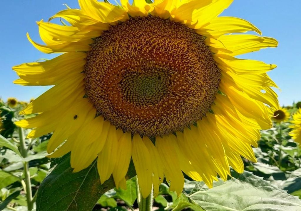 girasol