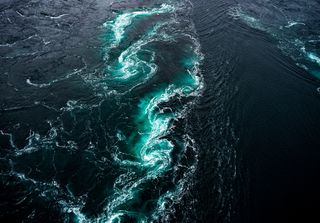 ¿Hacia adónde nadan los peces? Estas especies son una incógnita hasta para los científicos