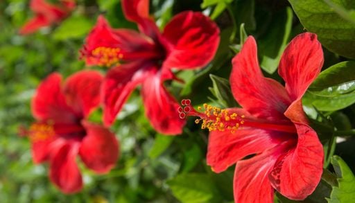H&auml;ufige Fehler bei der Hibiskus-Pflege: Das sollten Gartenbesitzer vermeiden