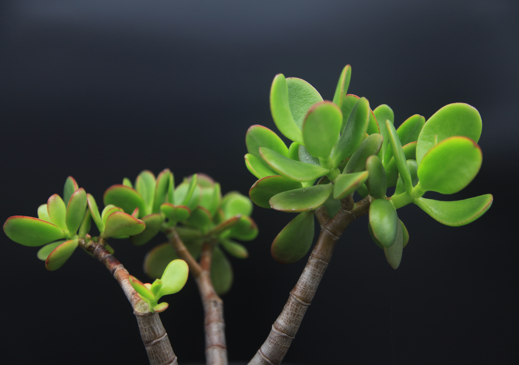 Schrittweises Schneiden fördert gesundes Wachstum und luftige Äste, reduziert Krankheiten und sorgt für ein harmonisches Erscheinungsbild.