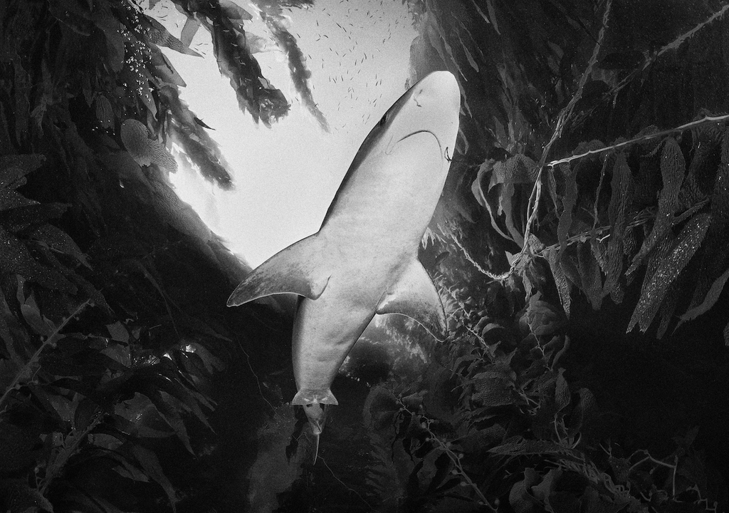 Soupfin Shark, Galeorhinus galeus, Symbolbild, Hundshai, Nordsee-Gewässern